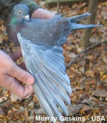 tippler pigeons eye sign