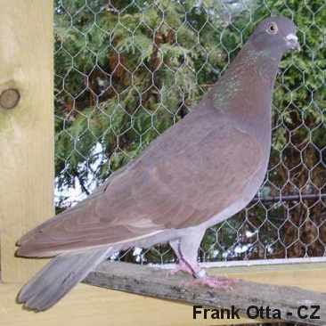 tippler pigeons eye sign